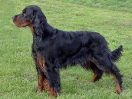 No gordon setter's were found in the for sale catergory. Benbuie