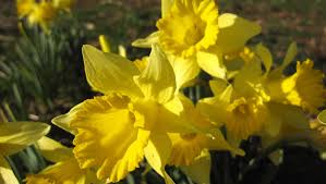 Flowering trees of the world + join group. Knoxville Is In Bloom As Spring Marches Closer To East Tennessee