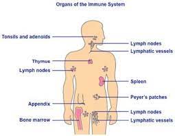 Biology Immune System Anatomy Diagram Immune System Biology Lymphatic