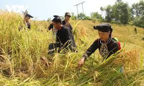 Poverty reduction likened to a revolution in Vietnam