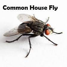 Companies below are listed in alphabetical order. Cape Fear Termite Pest Control Llc Pest Control Service Facebook 54 Photos