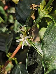Image result for Coffea zanguebariae
