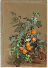 Image result for Solanum capsicoides