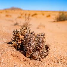 Image result for Stylochaeton tortispathus