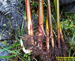 Image result for Scleria sp.no.1