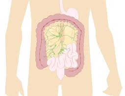 After food is broken down in the duodenum, it moves into the jejunum, where the inside walls absorb the food's nutrients. Mesentery Definition Picture Anatomy And Function