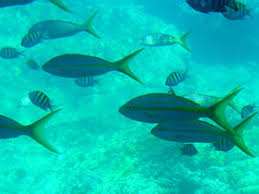 Guadeloupe is an archipelago and overseas department and region of france in the caribbean. Guadeloupe Anreise Und Verkehr Lander Guadeloupe Goruma