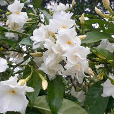 Image result for Tabernaemontana