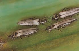 Image result for Onion Thrips