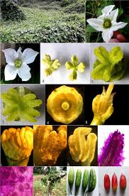 Image result for Coccinia sp. A