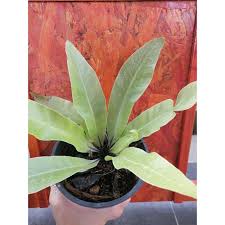 The bird's nest fern gets its name from its wide, rippled leaves which emerge from a central rosette that looks like a fuzzy, brown funnel. Pokok Paku Langsuyar Paku Sarang Burunh Bird Nest Fern Asplenium Nidus Shopee Malaysia
