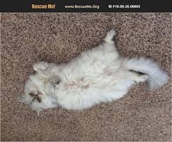 Ücretsiz i̇ndirme hd veya 4k tüm videoları projelerinizde ücretsiz kullanın. Rescue Me Persian Rescue Home Facebook