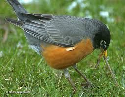 Maybe you would like to learn more about one of these? Watching And Feeding Birds In Wisconsin