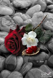 احلى ورود 2019 جوده عالية زهور 3dlat Net 23 17 2554 Beautiful Rose Flowers Beautiful Roses Love Flowers