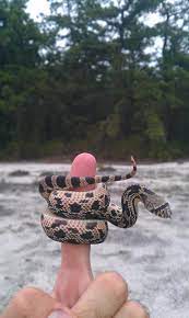 Northern Pine Snake Baby Snakes Pine Snake Small Snakes