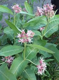 Image result for Kotschya speciosa