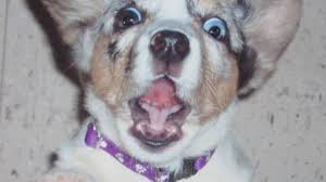 Fear periods are times in puppy's lives when they are easily spooked by. Understanding Fear Periods In Dogs Pethelpful