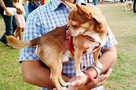 Spend Time With Dogs At An Animal Shelter In Mumbai Lbb Mumbai Looking for mumbai pet adoption?