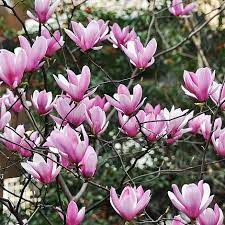 Mulch after planting to maintain moisture in the soil. Magnolia Heaven Scent Plants Thompson Morgan