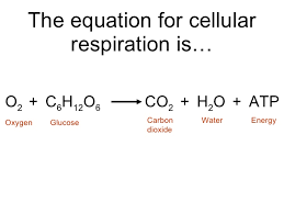 Cellular respiration is the process responsible for converting chemical energy, and the reactants/products involved in cellular respiration the balanced chemical equation for cellular respiration. Biology Chp 9 Respiration Powerpoint