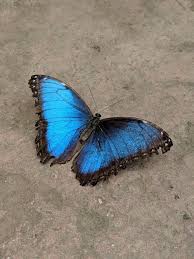 Blue Butterfly Aesthetic Wallpapers Top Free Blue Butterfly Aesthetic Backgrounds Wallpaperaccess Phone web video pdf background screen insect television pattern tv room monitor decorative 3d wing led nature media technology movie holiday multimedia animal symbol texture set living room digital fabric cinema fly sign illustration camera iphone film retro modern flower ornament. blue butterfly aesthetic wallpapers