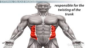 Muscles that move the head green: External Oblique Definition Function Aponeurosis Video Lesson Transcript Study Com