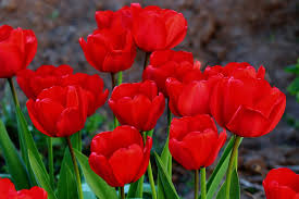 Maybe you would like to learn more about one of these? Tulips Monochrome Red Tulip Free Photo On Pixabay