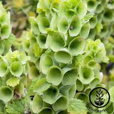 We can't answer phone calls during summer harvest. Bells Of Ireland Seeds Decorative Foliage Plant Seeds Free Ship Unusual Plants Foliage Plants Flower Seeds