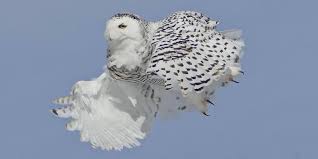 Owls Are Invading Alberta in Record Numbers