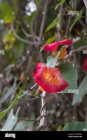 Image result for Stictocardia beraviensis