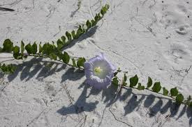 Image result for Bonamia