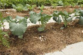 You can choose either to start your garden from seeds or buy young sprouted plants that already have a head start. Basics Of Fall Vegetable Gardening Alabama Cooperative Extension System