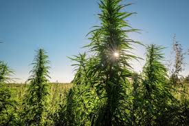 Resultado de imagen de Legalization