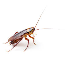 This page is a general roach control guide. Can All Cockroaches Fly If You Thought All Cockroaches Could Fly Think Again While Many Cockroach Species Ha Cockroaches Pest Control Pest Control Roaches