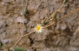 Image result for Launaea rarifolia