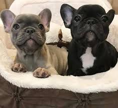 English breeders much preferred the shape, but. Does The French Bulldog Make A Good Family Pet The Woof Club