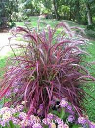 Fireworks Fountain Grass Fountain Grass Ornamental Grasses Plants