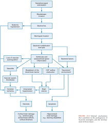 The classic triad of meningitis is fever, headache, and neck stiffness. Pathogenesis And Pathophysiology Of Bacterial Infections Oncohema Key