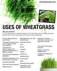 Health Benefits Of Antioxidant Powders You May Not Know Wheat Grass Health Benefits Herbs