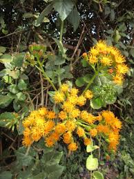 Image result for Senecio ruwenzoriensis