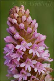 Image result for Satyrium macrophyllum