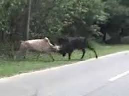 #fourtwnty #hitamputih #lelaku i do. Lembu Hitam Vs Lembu Putih Tapi Sobak Naik Moto Yang Jadi Mangsa Youtube