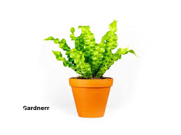 Image result for sleziník Asplenium