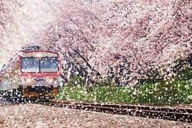 Coba untuk mencari hal lain dengan mencari tempat wisata lotte world merupakan taman hiburan indoor terbesar di dunia dan taman hiburan domestik pertama di korea. Seru Nih Ada 8 Festival Bunga Di Korea Selatan Setiap Tahun