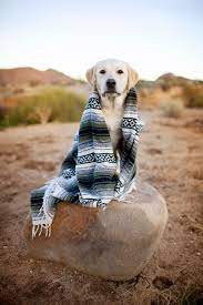 Pet Friendly Joshua Tree Dont Stop Retrieving