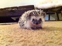 This Is My New Addition Luna First Time Hedgehog Owner And Im Loving It Im In Love First Time Ferret