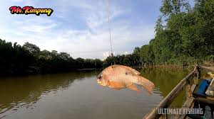 Mancing kakap putih teknik ini wajib dicoba. Uji Coba Merawai Umpan Nila Merah Endingnya Kakap Sak Bantal Litetube