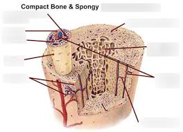Two structural arrangements of bone tissue are seen: Teas 6 Compact Bone And Spongy Bone Fig 1 Diagram Quizlet