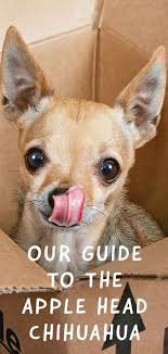We did not find results for: Apple Head Chihuahua Facts Fun And Care Tips