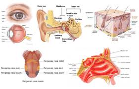 Maybe you would like to learn more about one of these? 5 Panca Indera Fisiologi Fungsi Gambar Bagian Lengkap